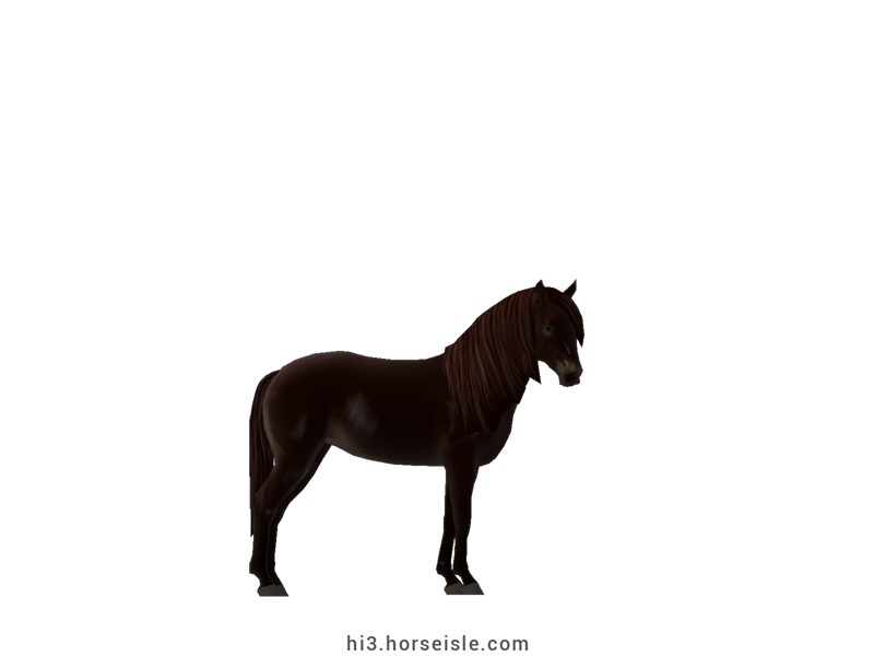 Kentucky Mountain Saddle Horse - Type A Black Chestnut Coat